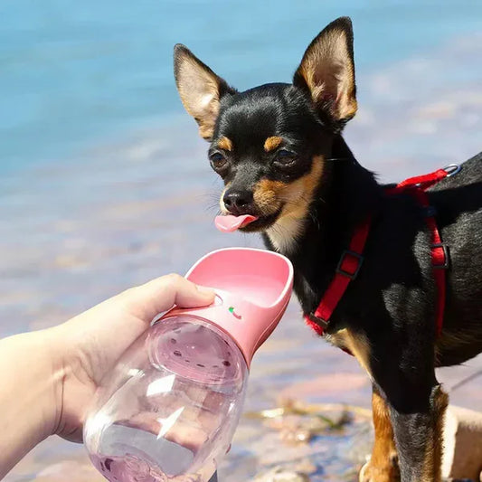 Keep Your Dog Hydrated on the Go